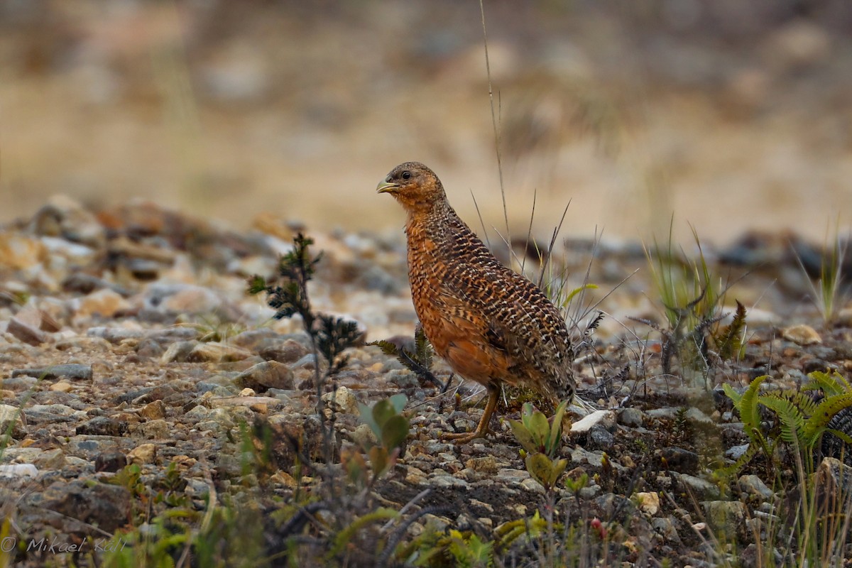 Snow Mountain Quail - ML520662111