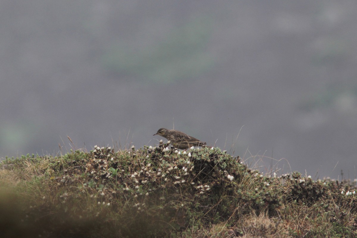 Long-billed Pipit - ML520662941