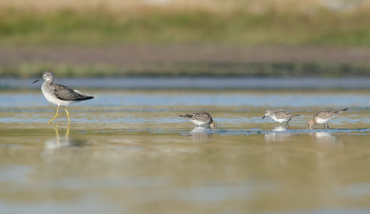 Baird's Sandpiper - ML52066441