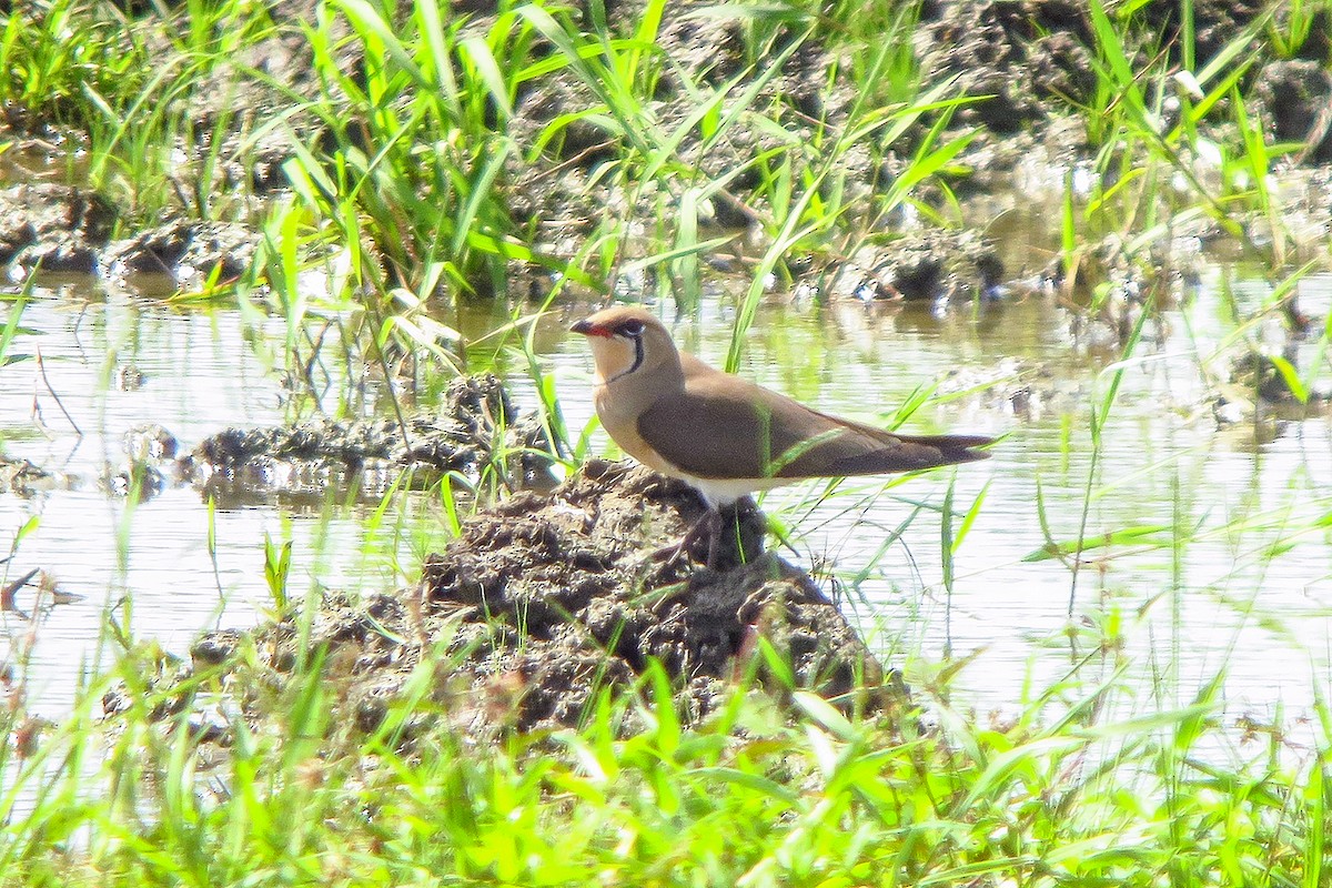 Oriental Pratincole - ML520664491