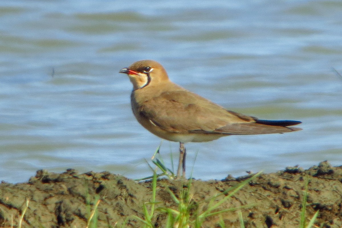 Oriental Pratincole - ML520664531