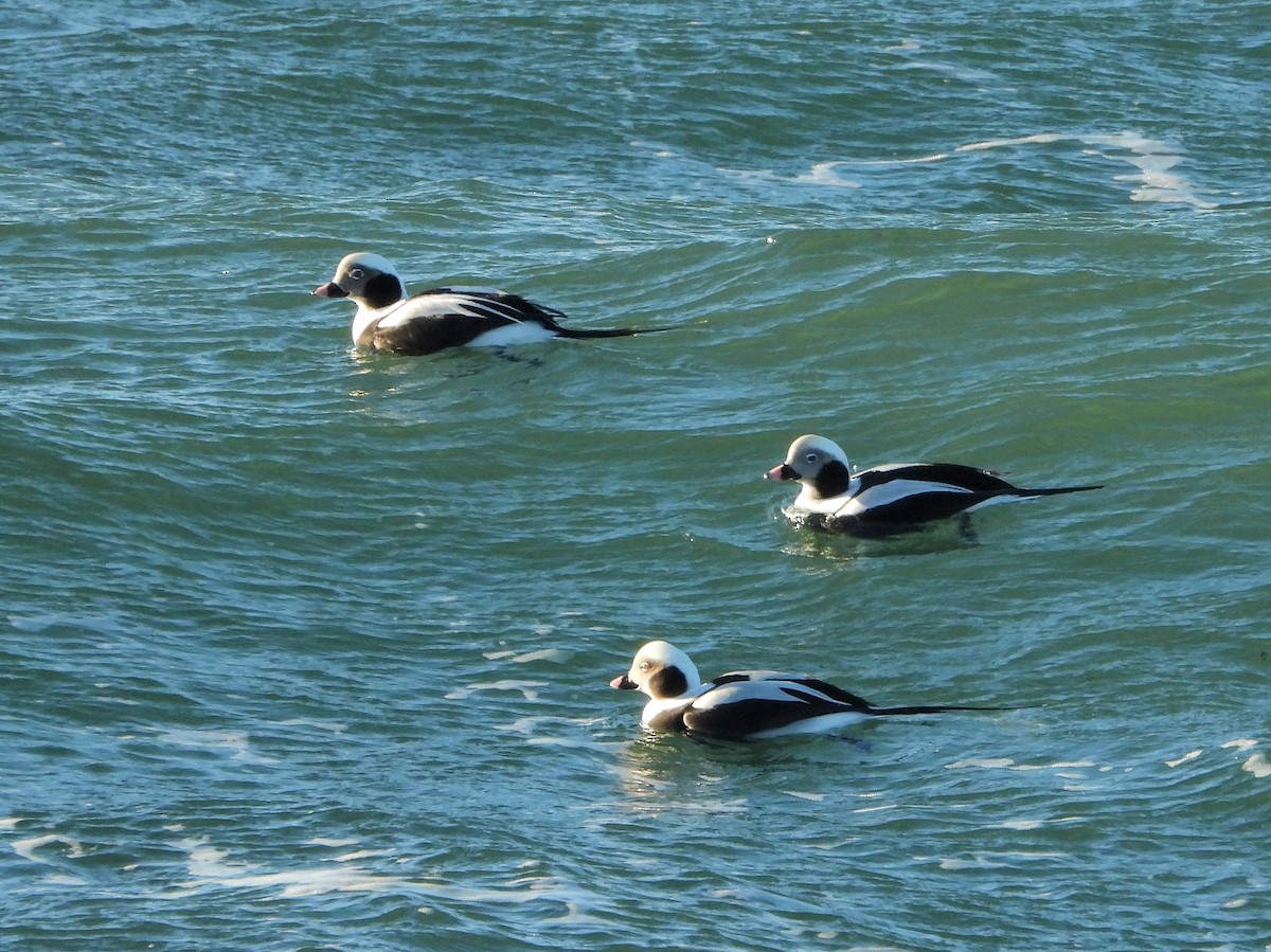 Long-tailed Duck - Martin Rheinheimer