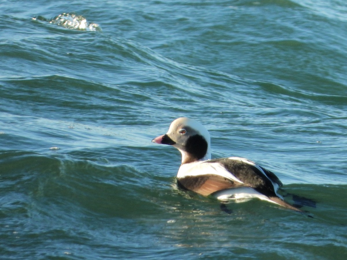 Long-tailed Duck - Martin Rheinheimer