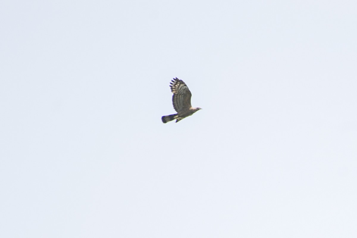 Oriental Honey-buzzard - ML520665581