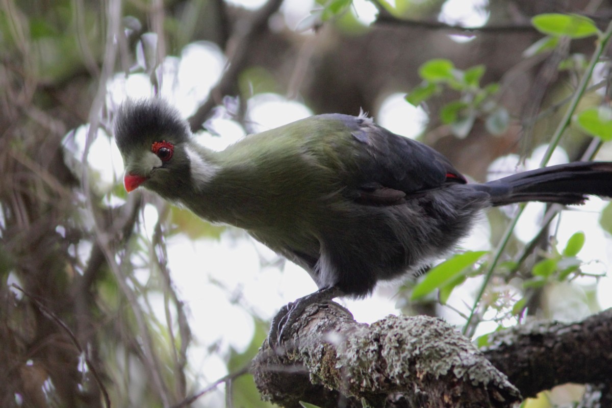 White-cheeked Turaco - ML520665851