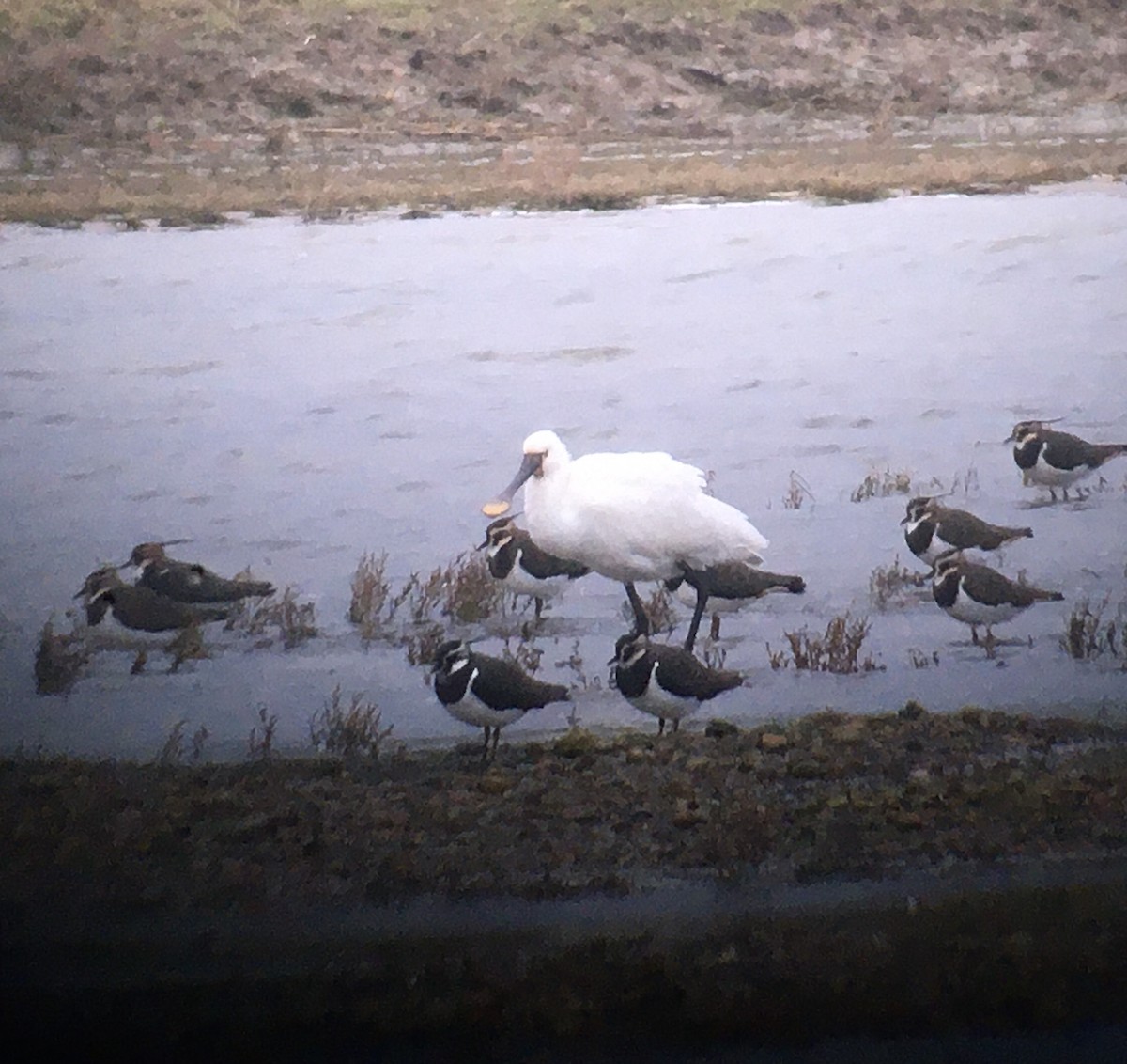 Халбаган хошуут - ML520666521