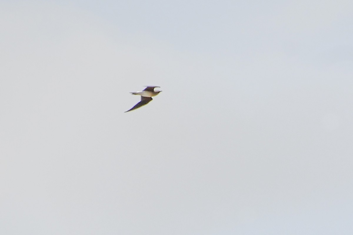 Oriental Pratincole - ML520666711