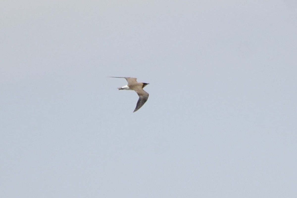 Oriental Pratincole - ML520666771