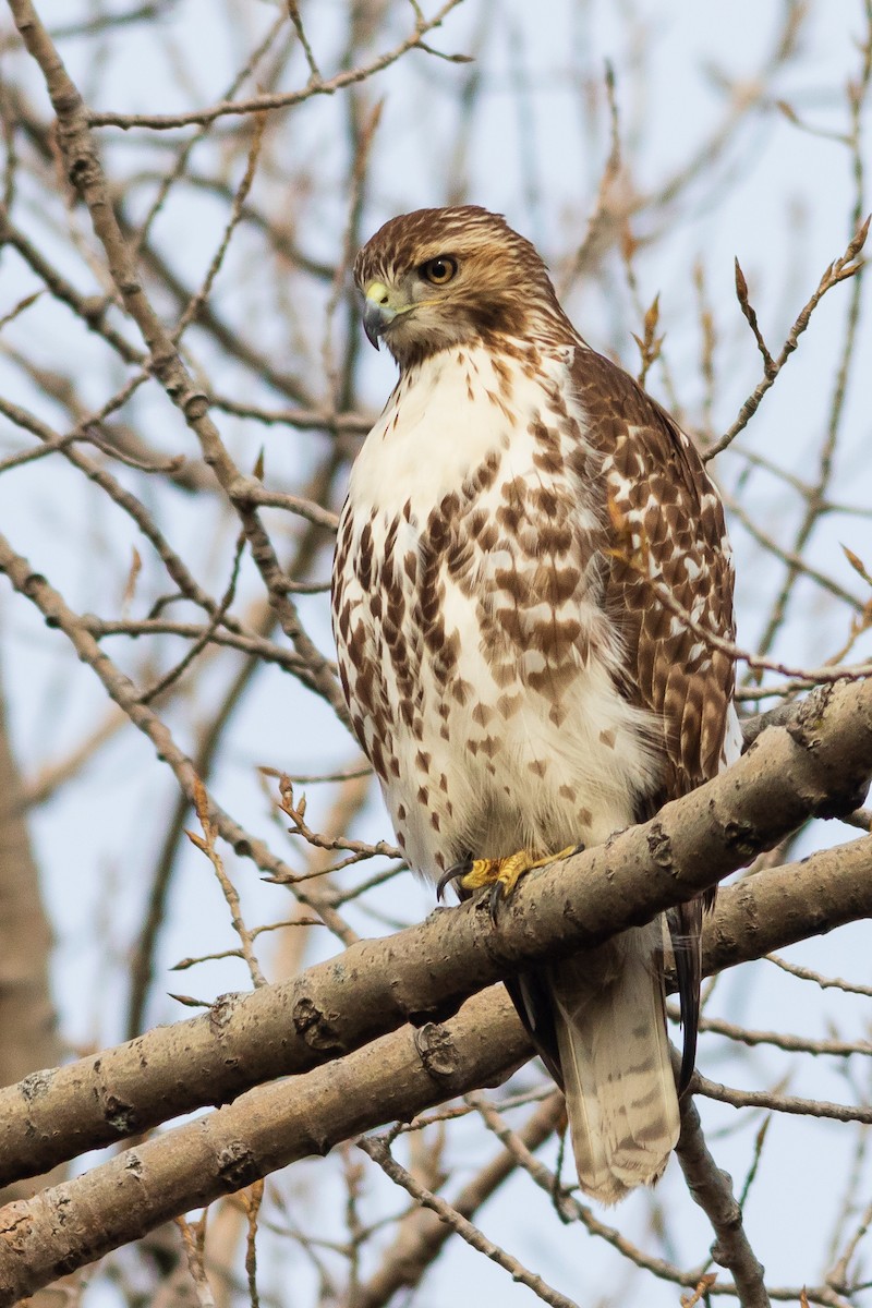Red-tailed Hawk - ML520667821
