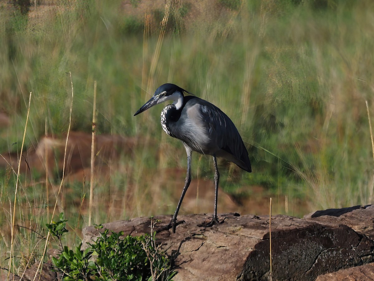 Black-headed Heron - ML520668251