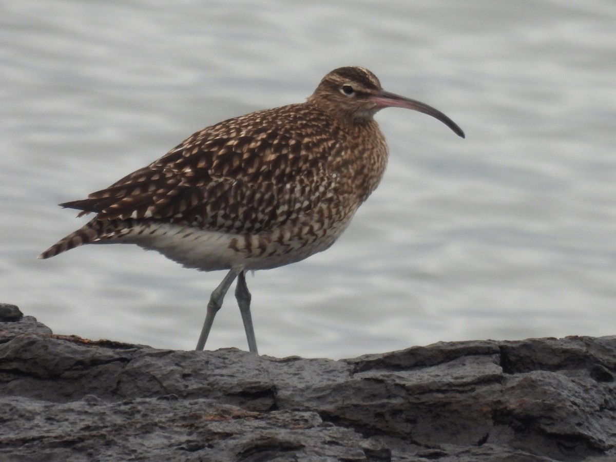 Whimbrel - ML520668271