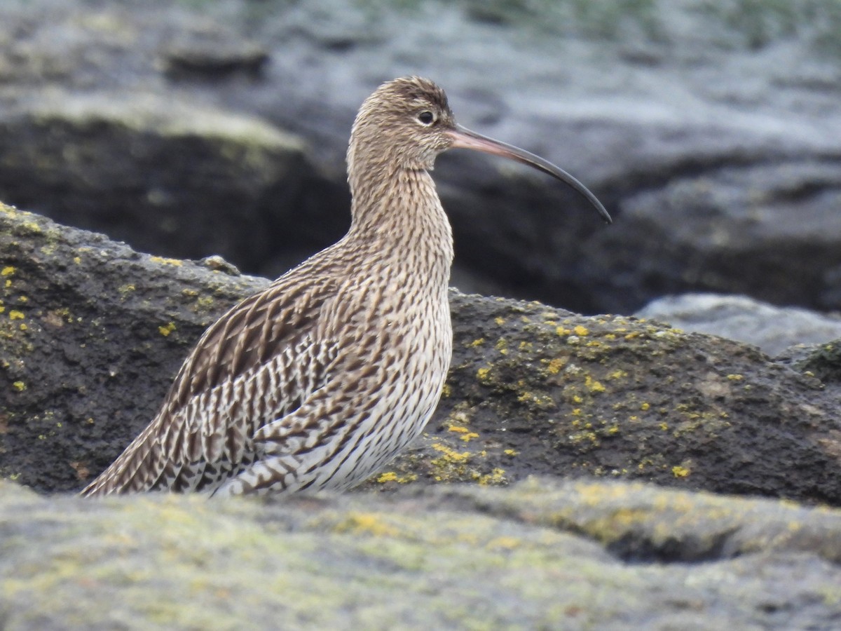 Eurasian Curlew - ML520668291