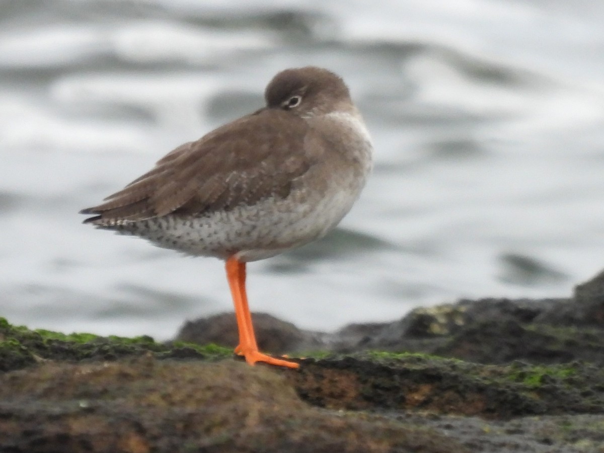 Common Redshank - ML520668311