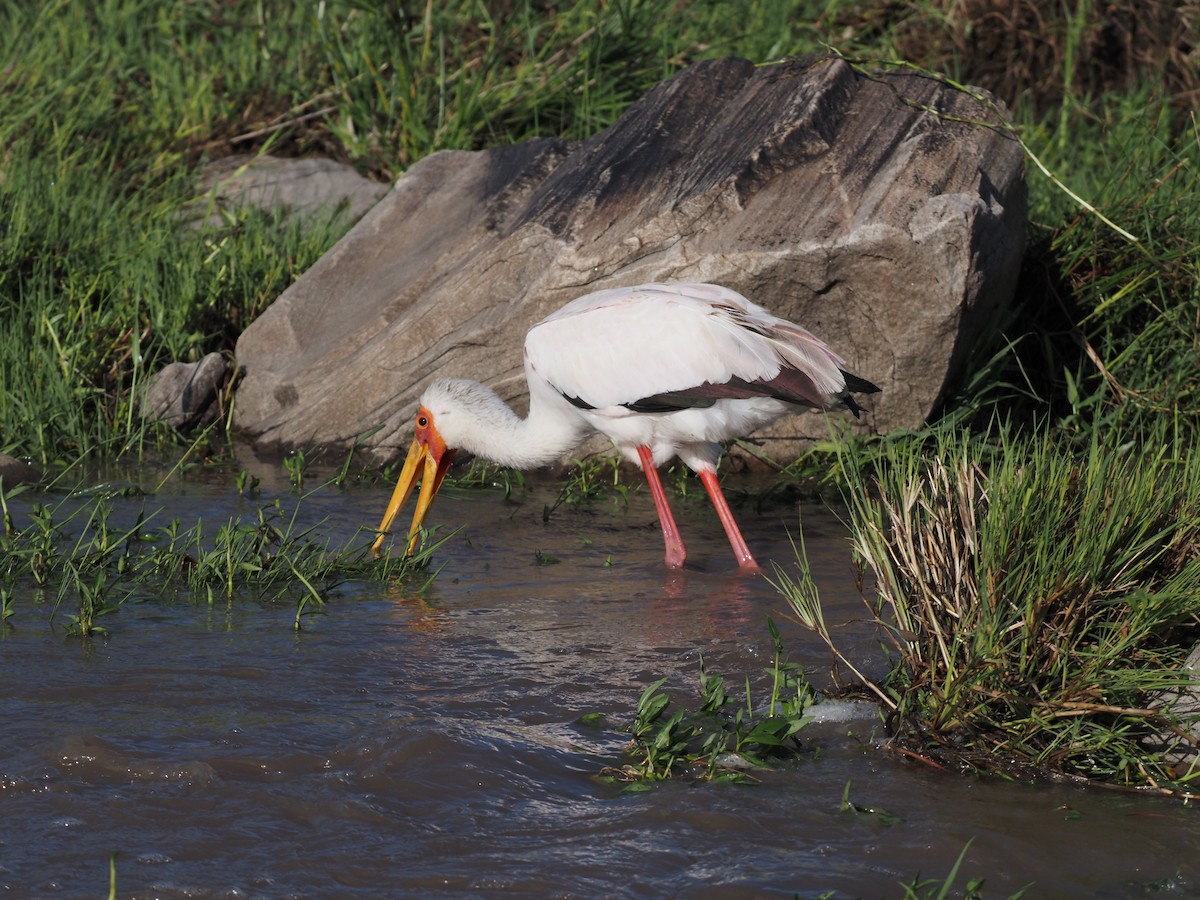 Yellow-billed Stork - ML520669091