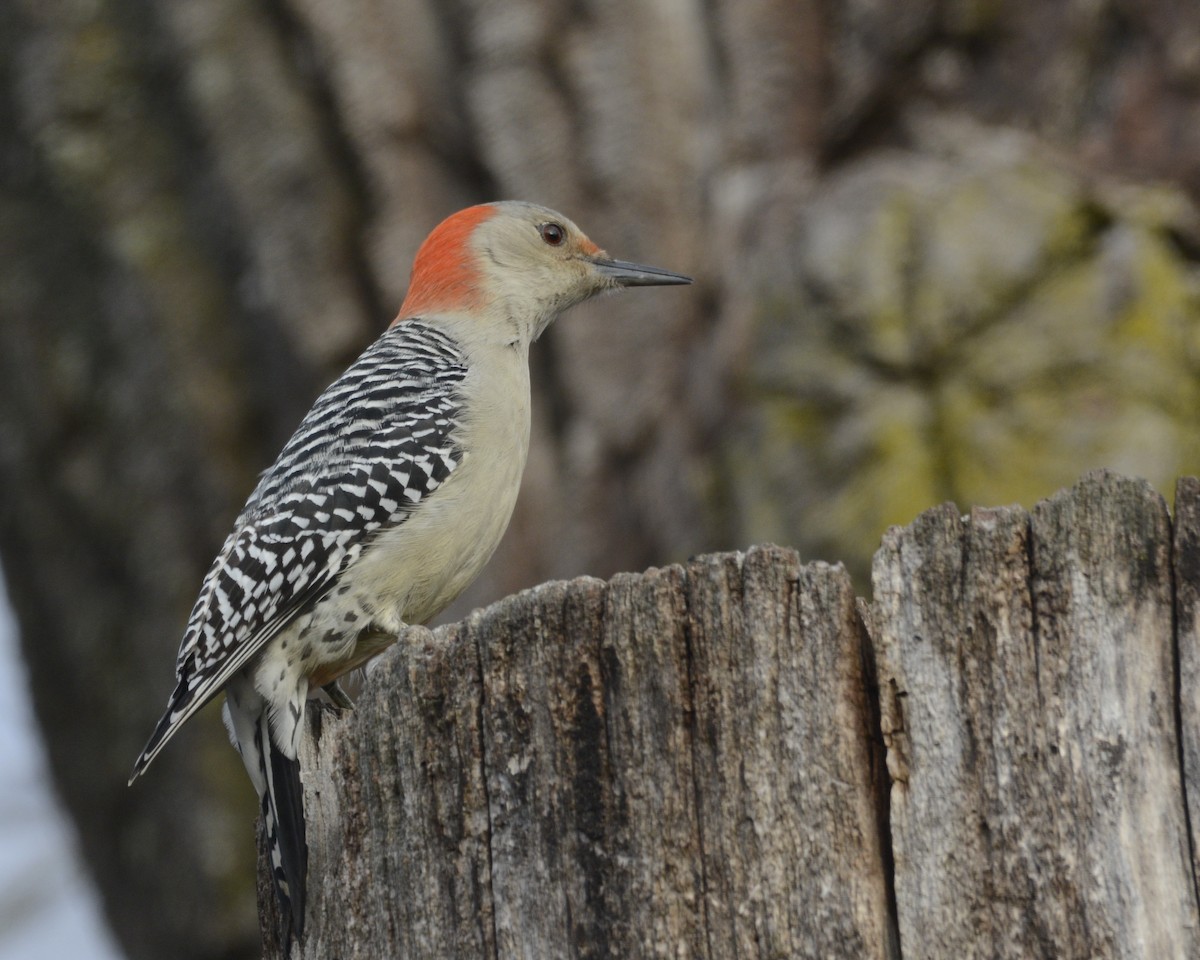 Red-bellied Woodpecker - ML520670341