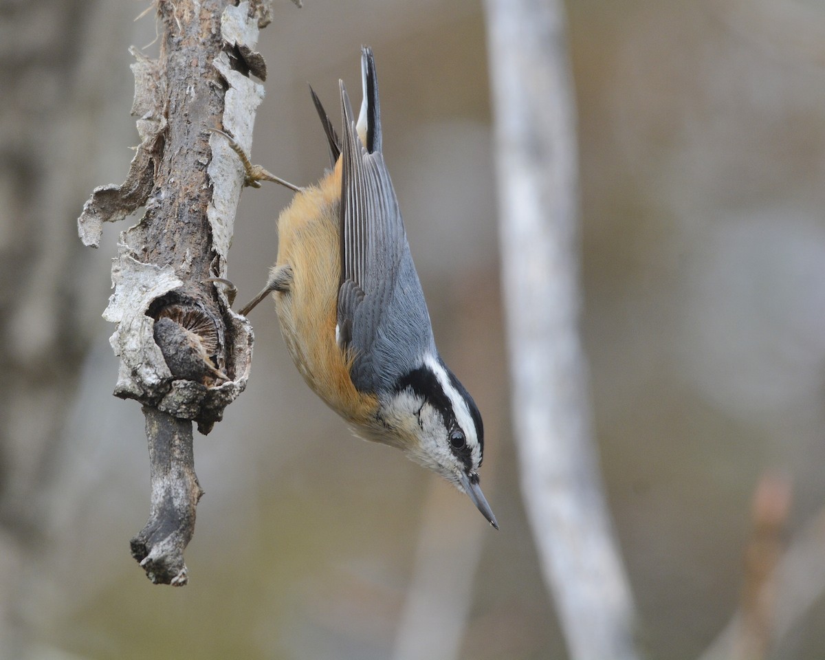 Red-breasted Nuthatch - ML520670861