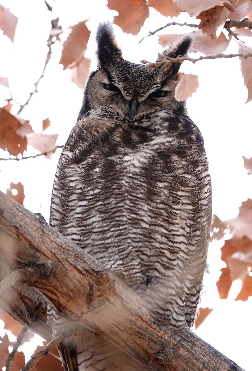 Great Horned Owl - ML520673741