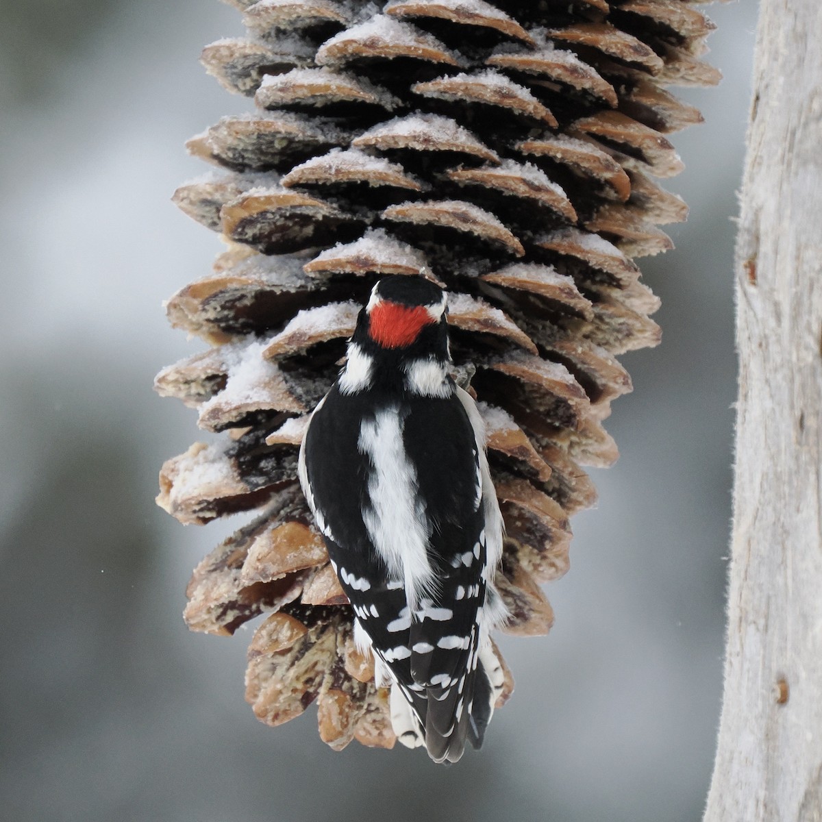 Downy Woodpecker - ML520674171