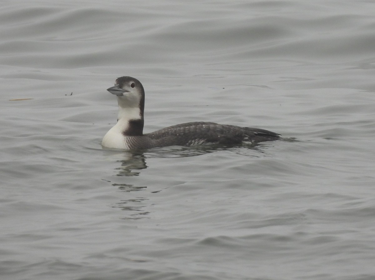 Common Loon - ML520674581