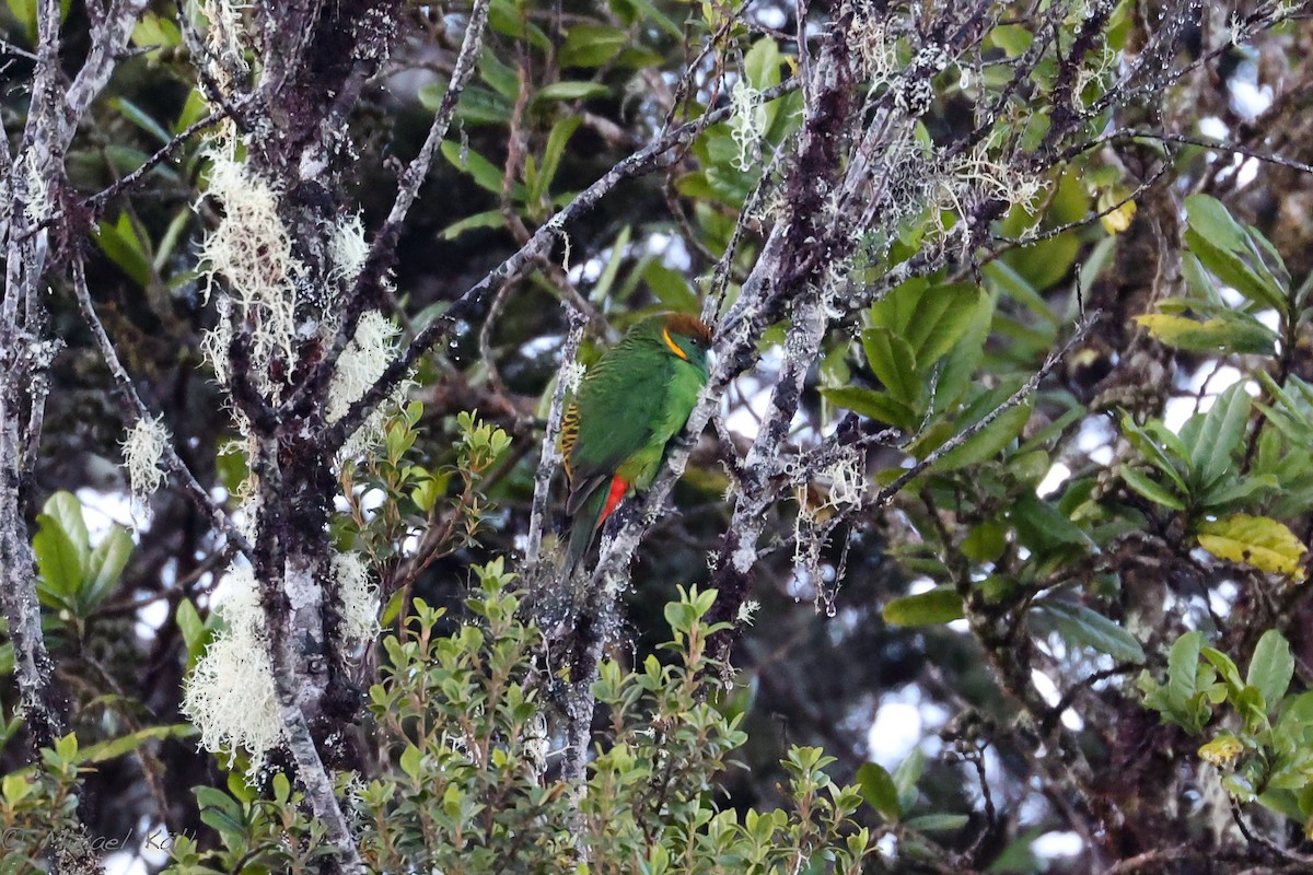 Painted Tiger-Parrot (Snow Mountains) - ML520675681
