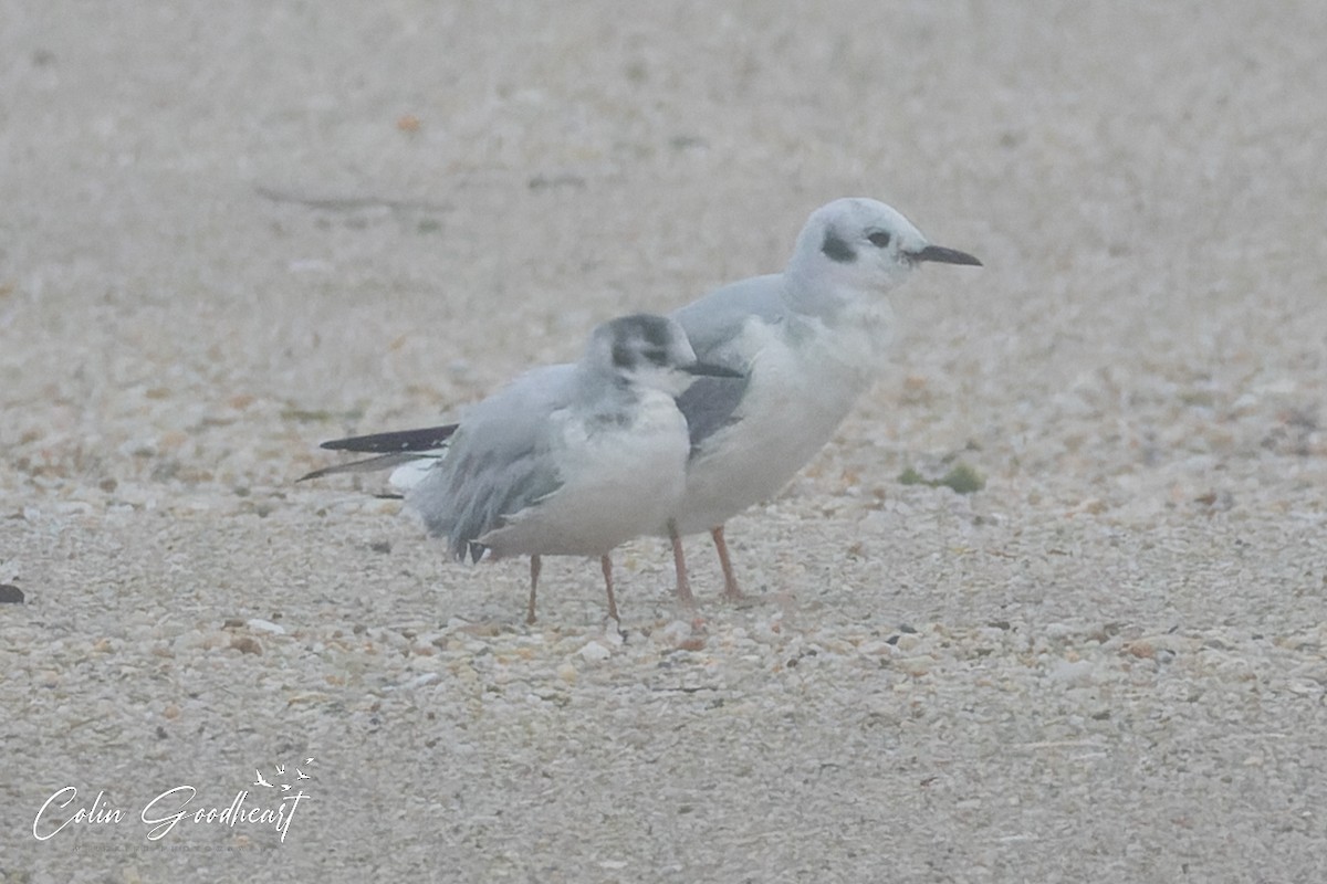 racek malý - ML520676811