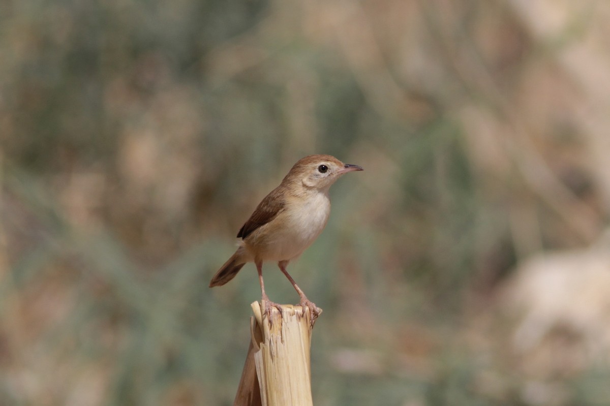 Foxy Cisticola - ML520678331