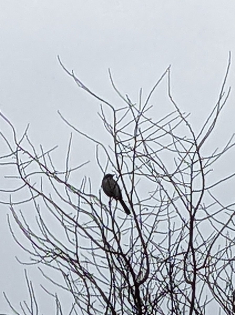 krattskrike - ML520678631