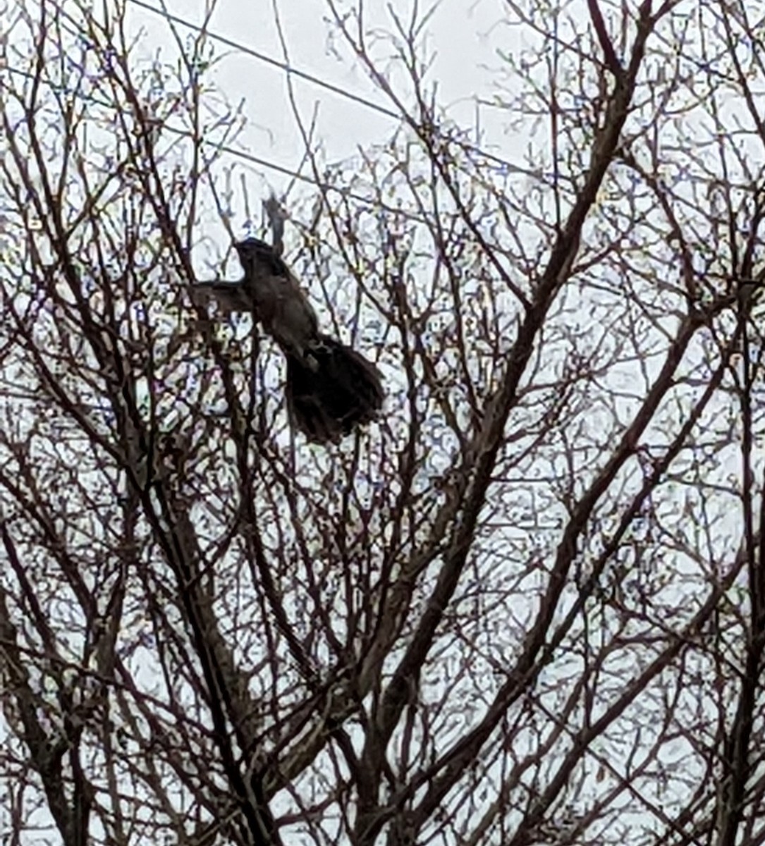 krattskrike - ML520678641