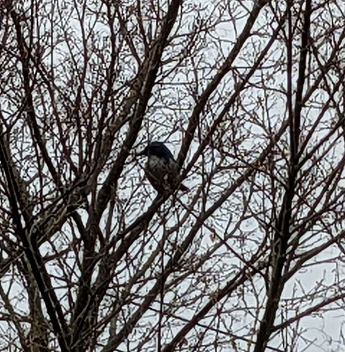 krattskrike - ML520678651