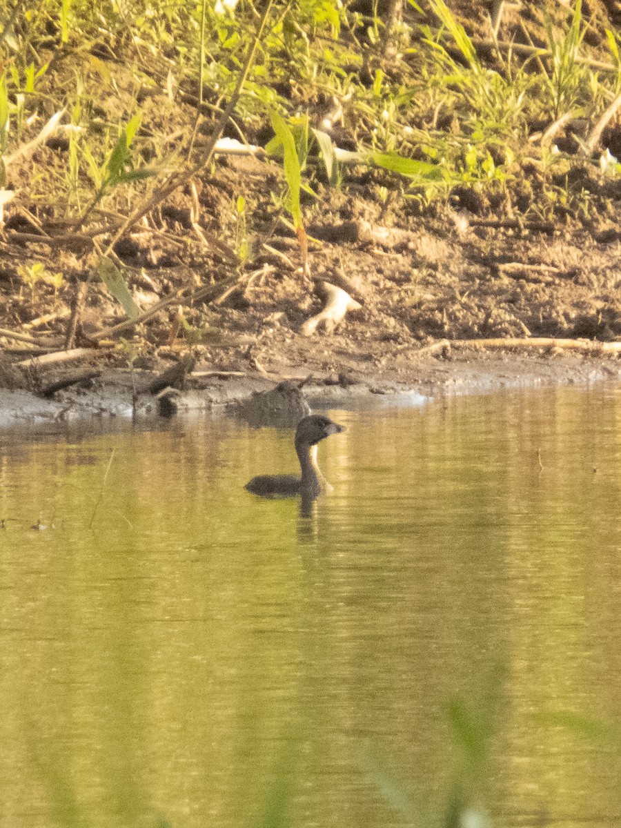 Pied-billed Grebe - ML520679311
