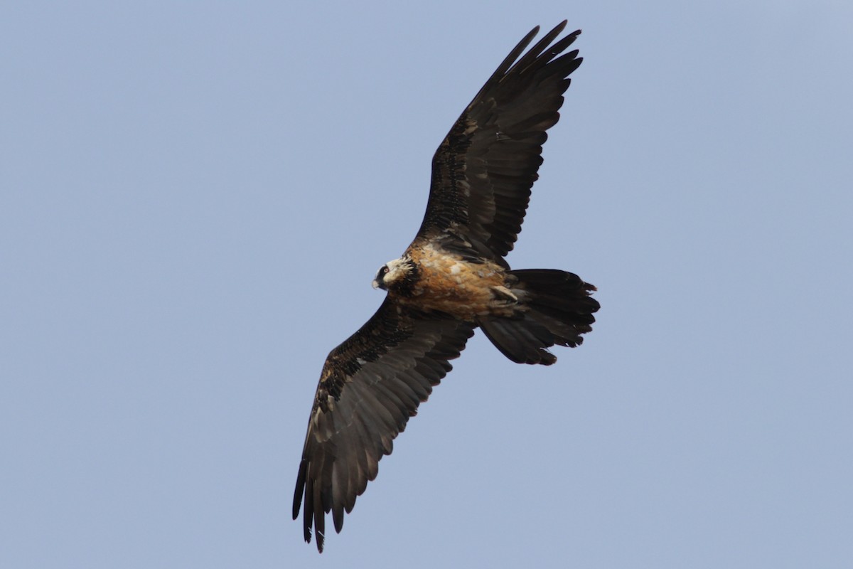 Bearded Vulture - ML520679421