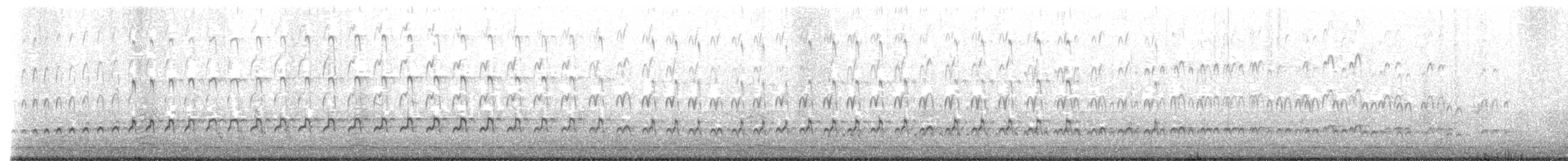 husice magellanská (pruhoprsá forma) - ML520679881