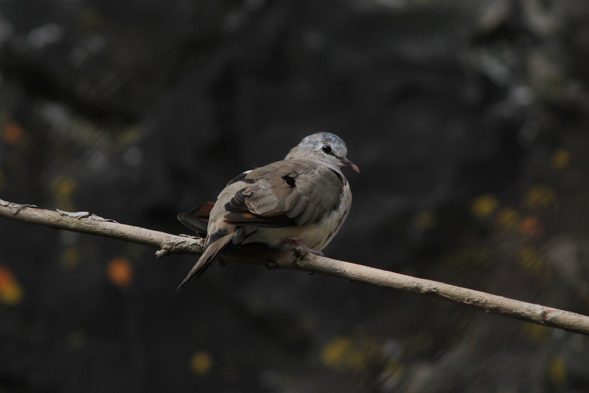 Blue-spotted Wood-Dove - ML520680151