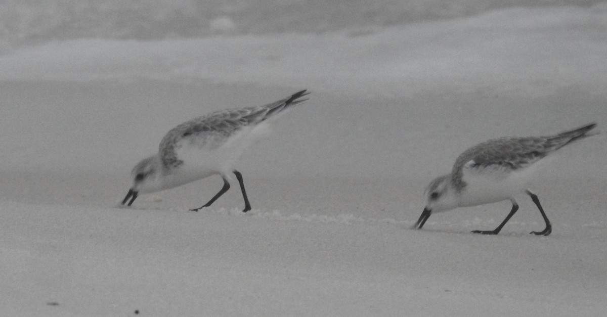 Sanderling - Daniel Horton