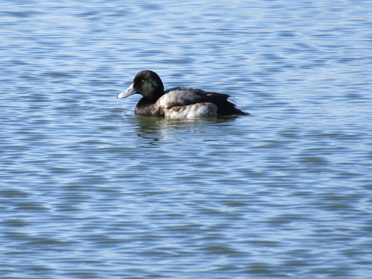 Greater Scaup - ML52068391