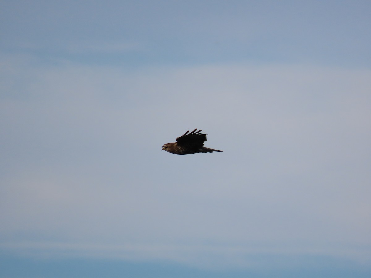 Common Buzzard - ML520684911