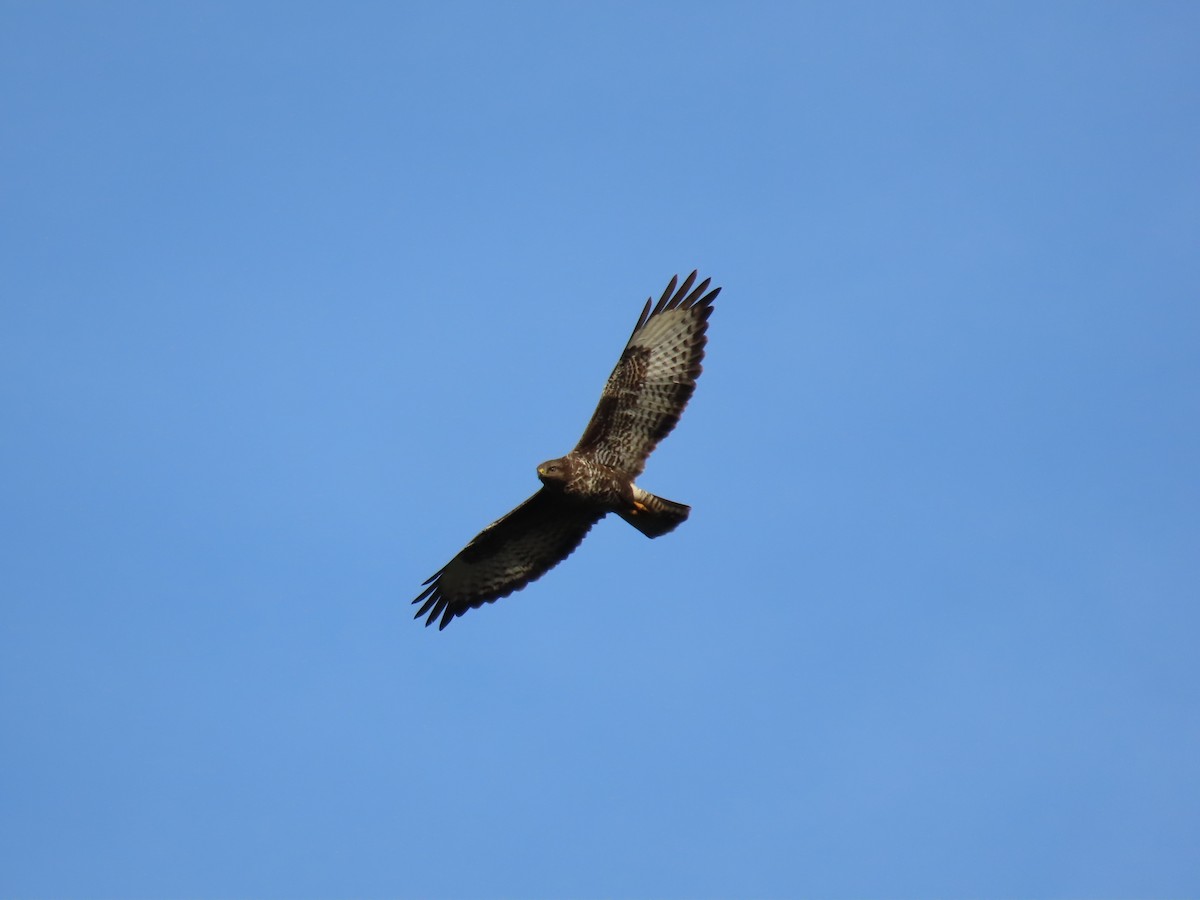 Common Buzzard - ML520684921