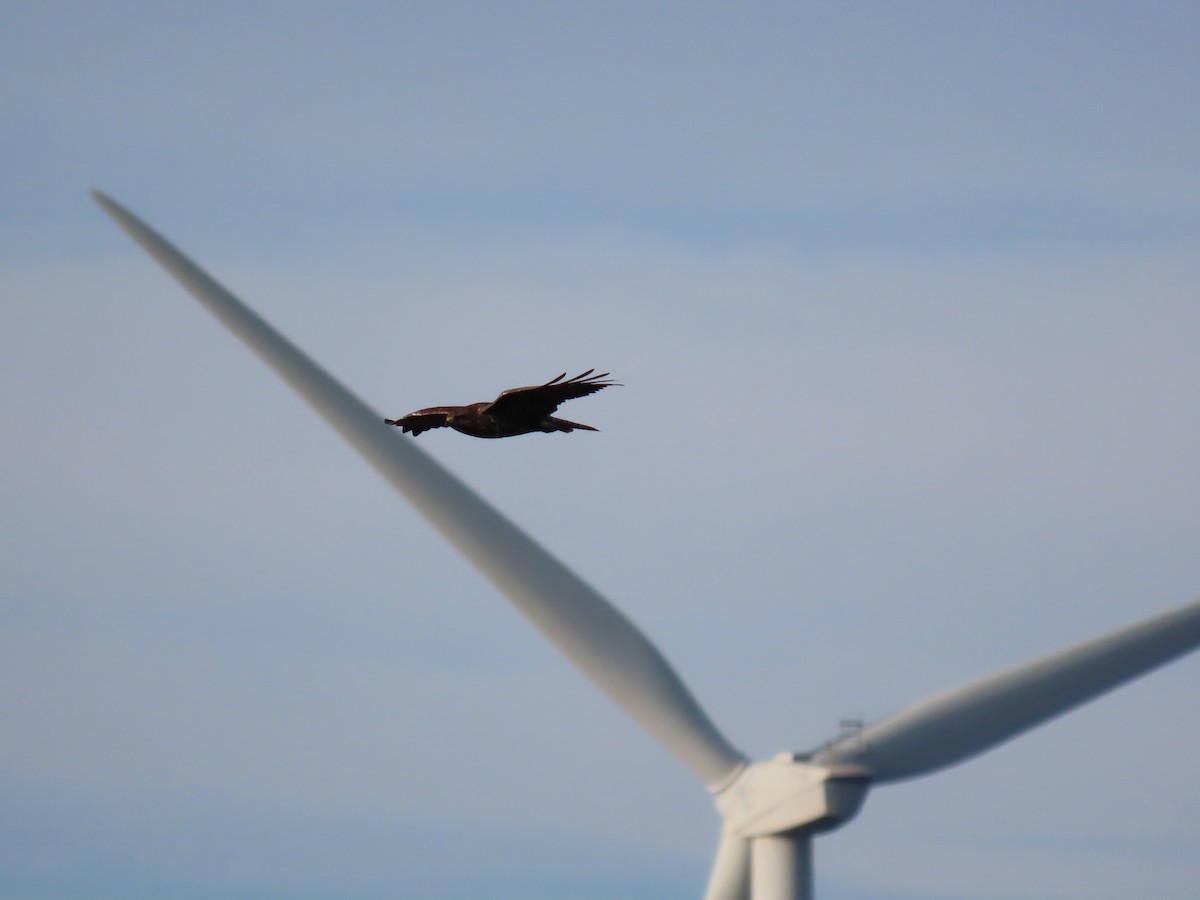 Common Buzzard - ML520684941