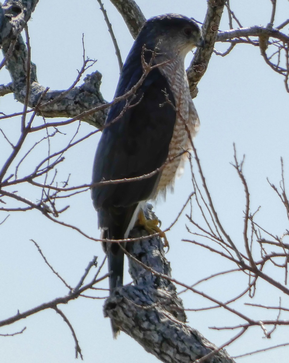 Cooper's Hawk - Tracey Prothro