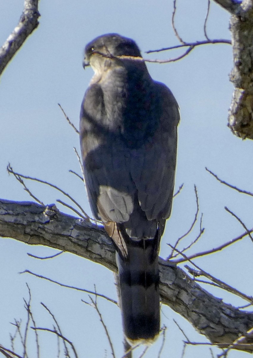 Cooper's Hawk - ML520686191