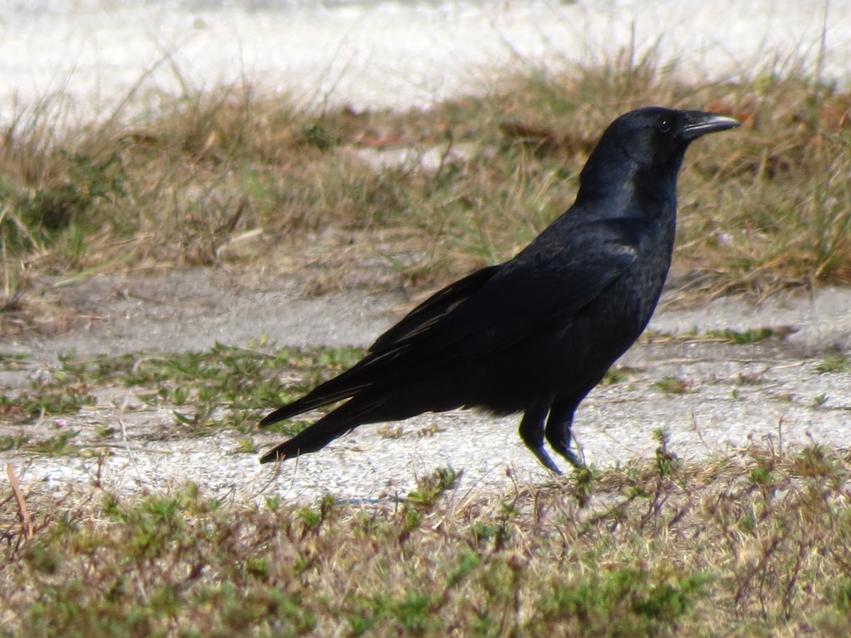 Fish Crow - ML52068641