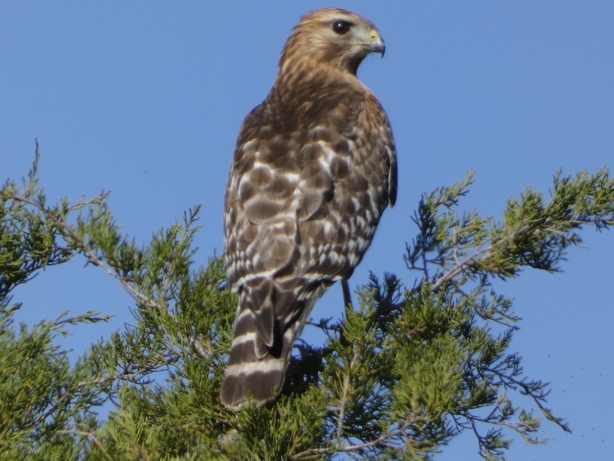 Red-shouldered Hawk - Tracey Prothro