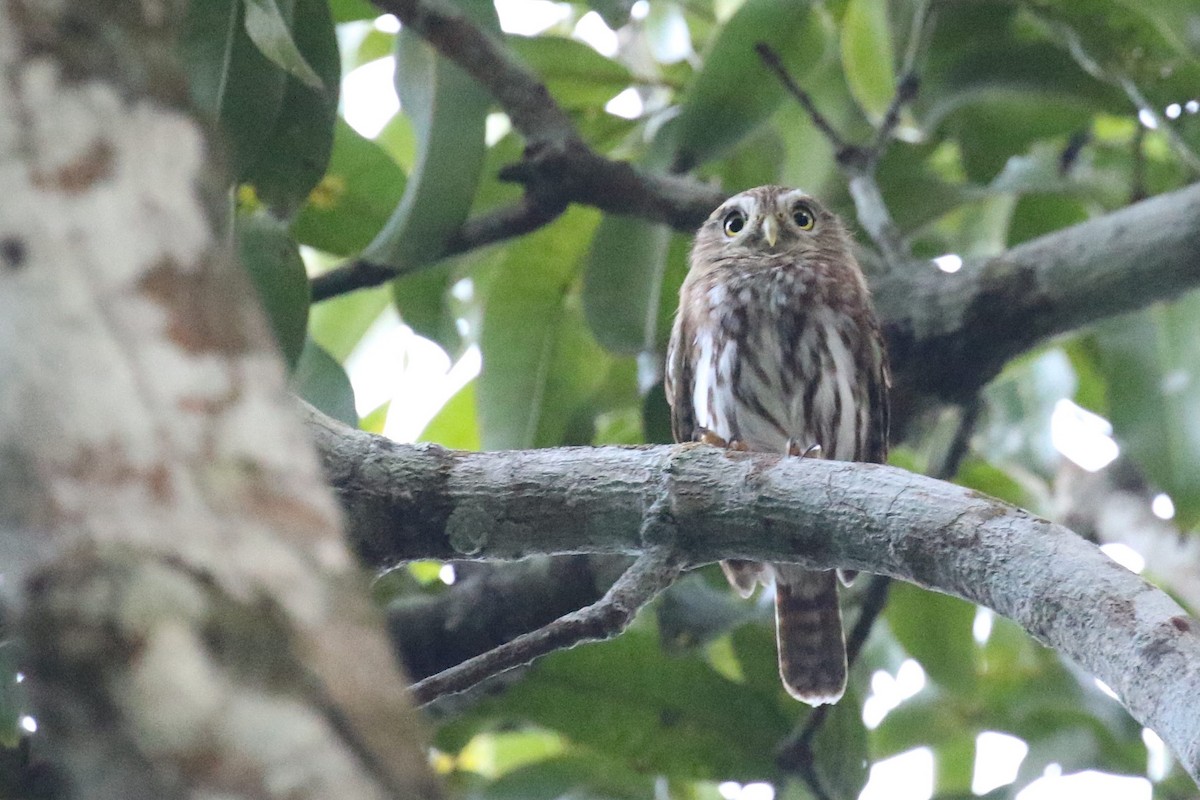 Ferruginous Pygmy-Owl - ML520687051