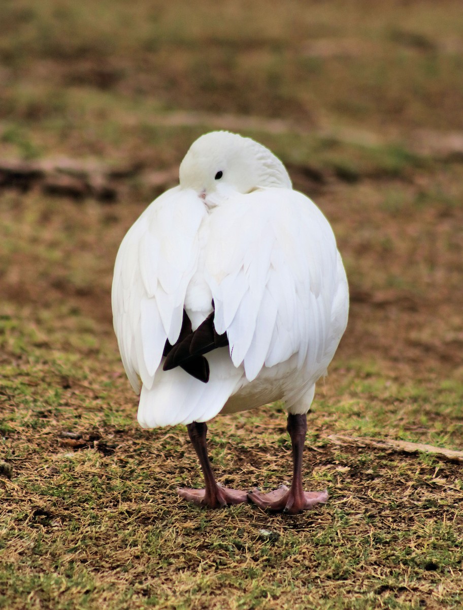 Snow Goose - Diana Spangler