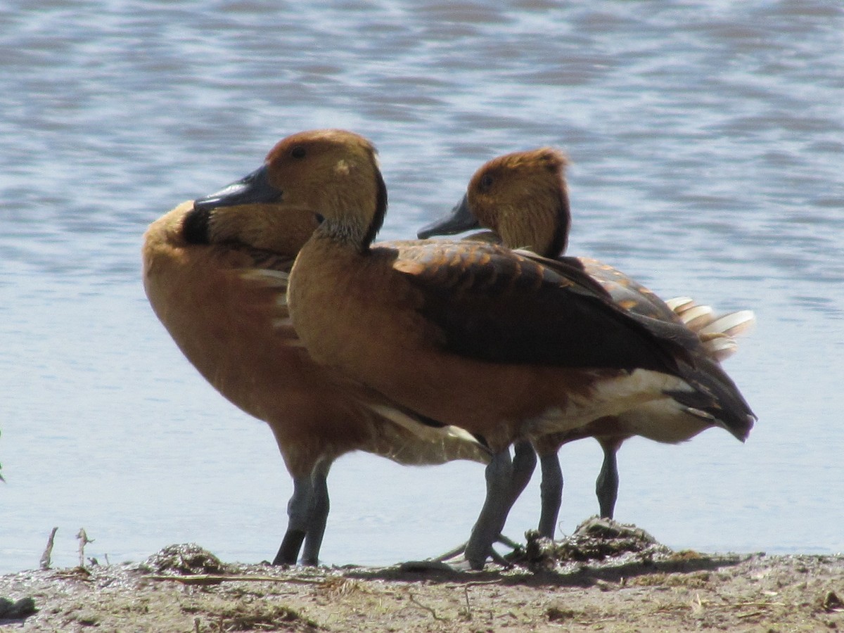 Fulvous Whistling-Duck - George Kamau