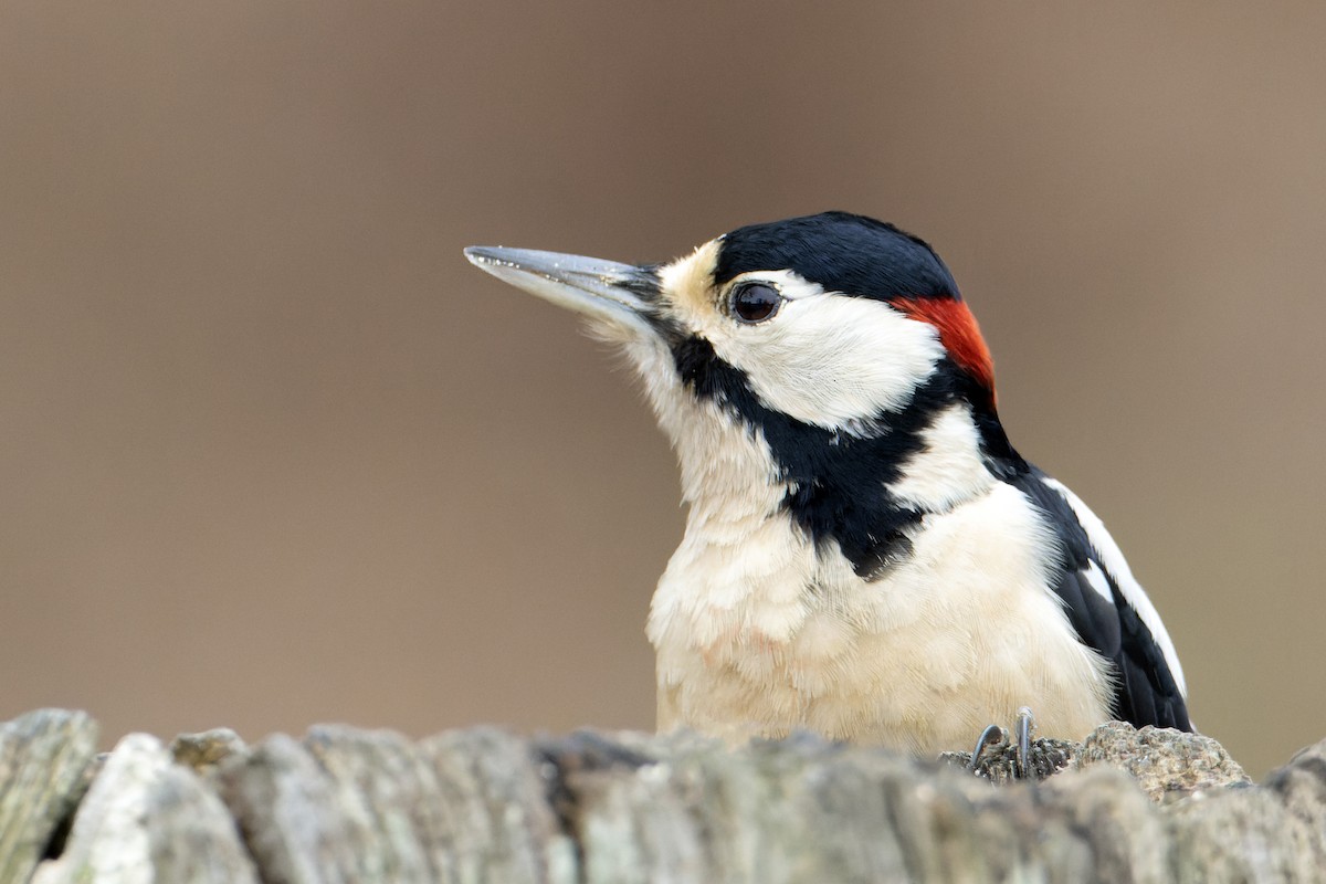 Great Spotted Woodpecker - Bob  Wood