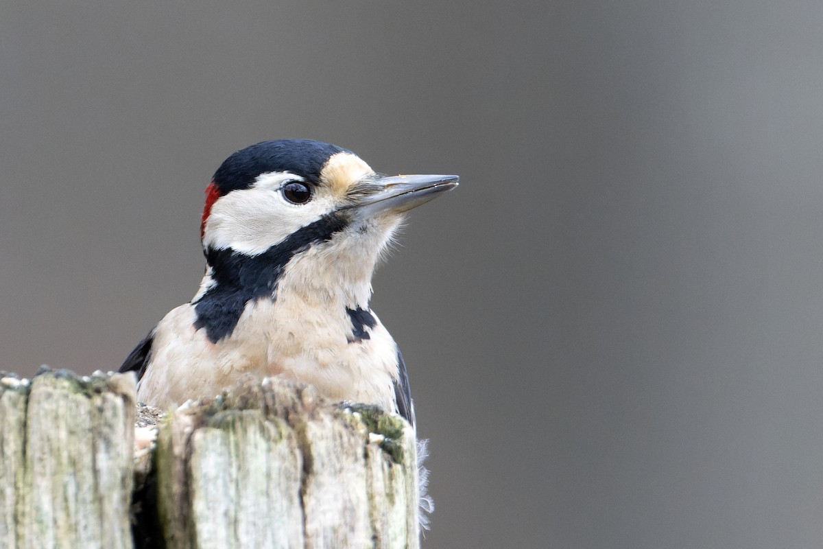 Great Spotted Woodpecker - Bob  Wood