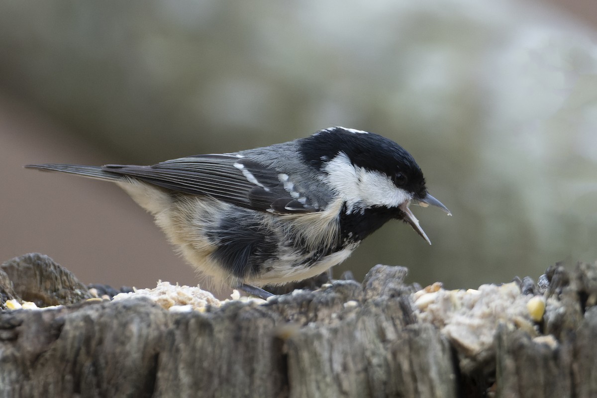 Coal Tit (British) - Bob  Wood