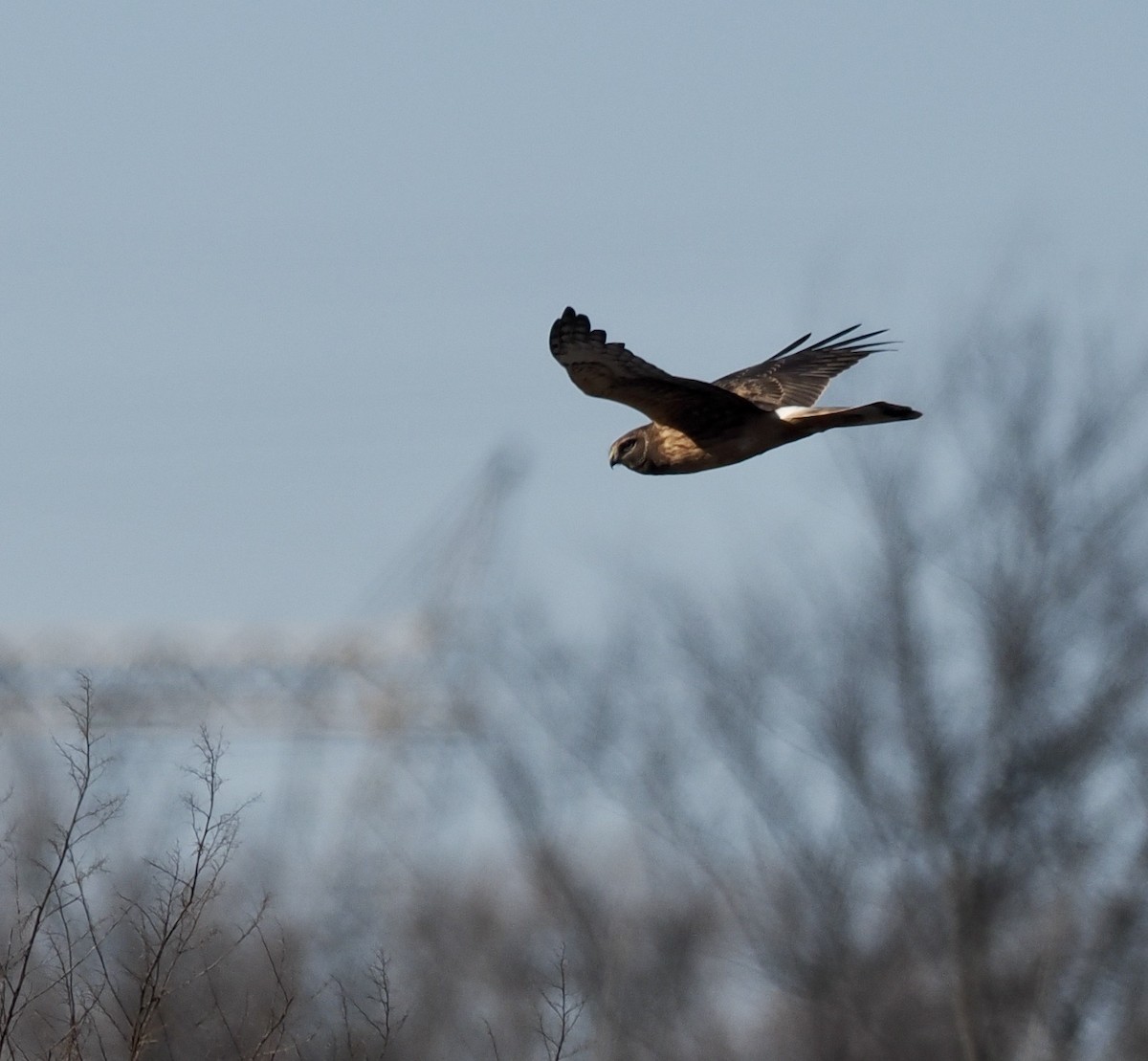 Northern Harrier - ML520691301