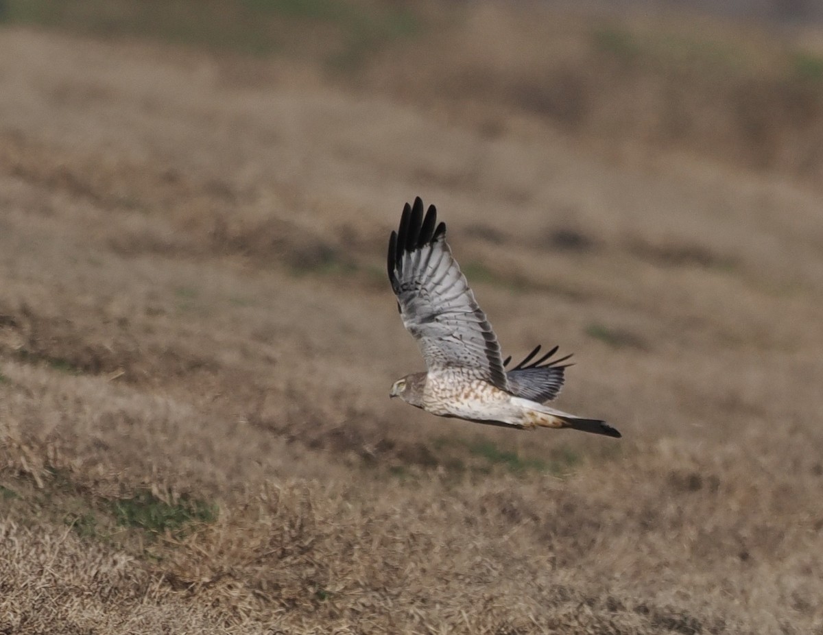 Northern Harrier - ML520691331